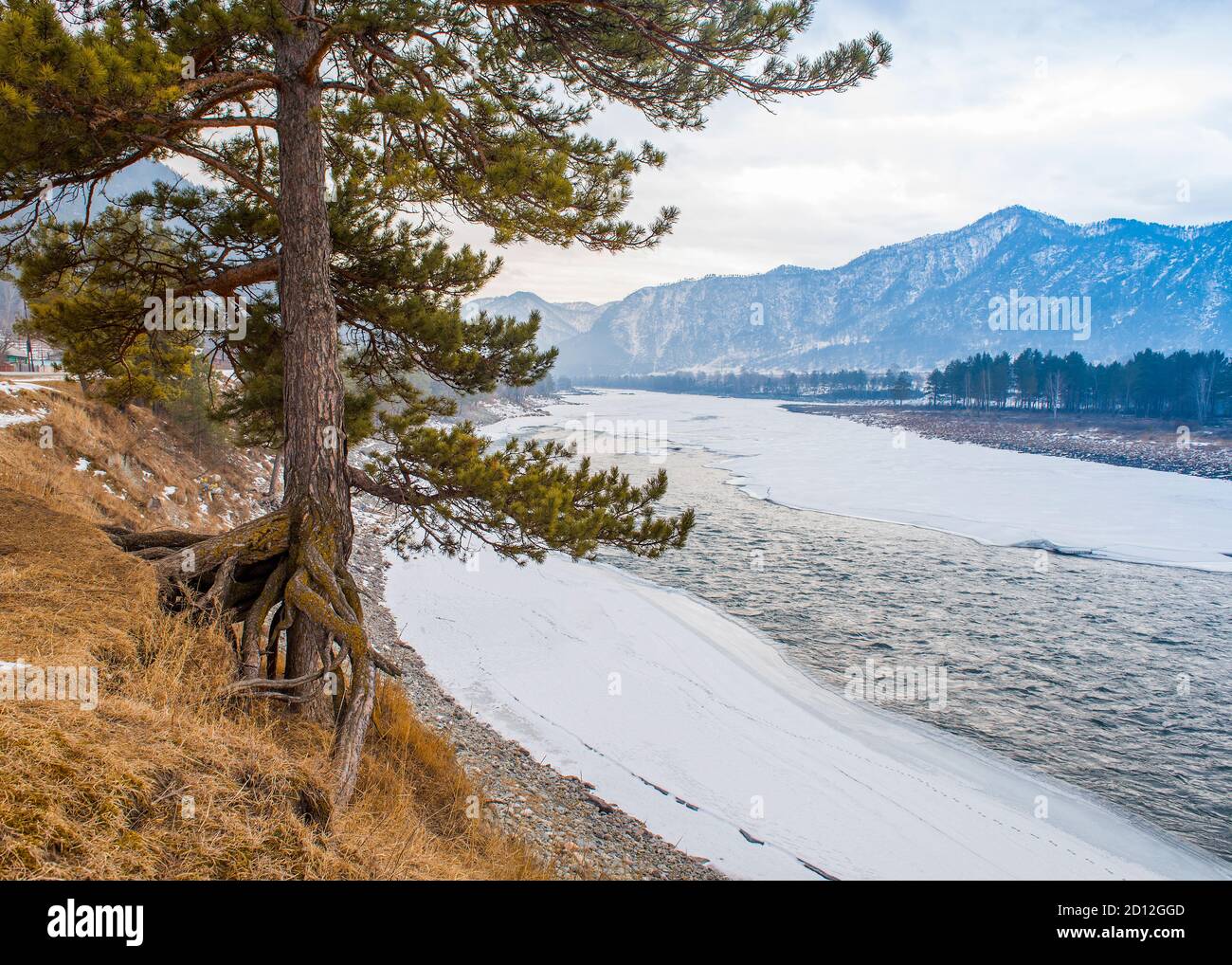 A lonely tree with gnarled roots on Katun River covered by ice in Mountain Altai region of Russia Stock Photo