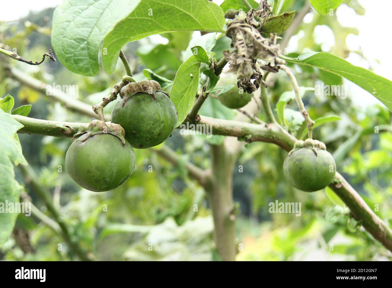 mangosteen tree (Garcinia mangostana) which bears fruit. green mangosteen that is still raw against a background of green gardens. lush tropical plant Stock Photo