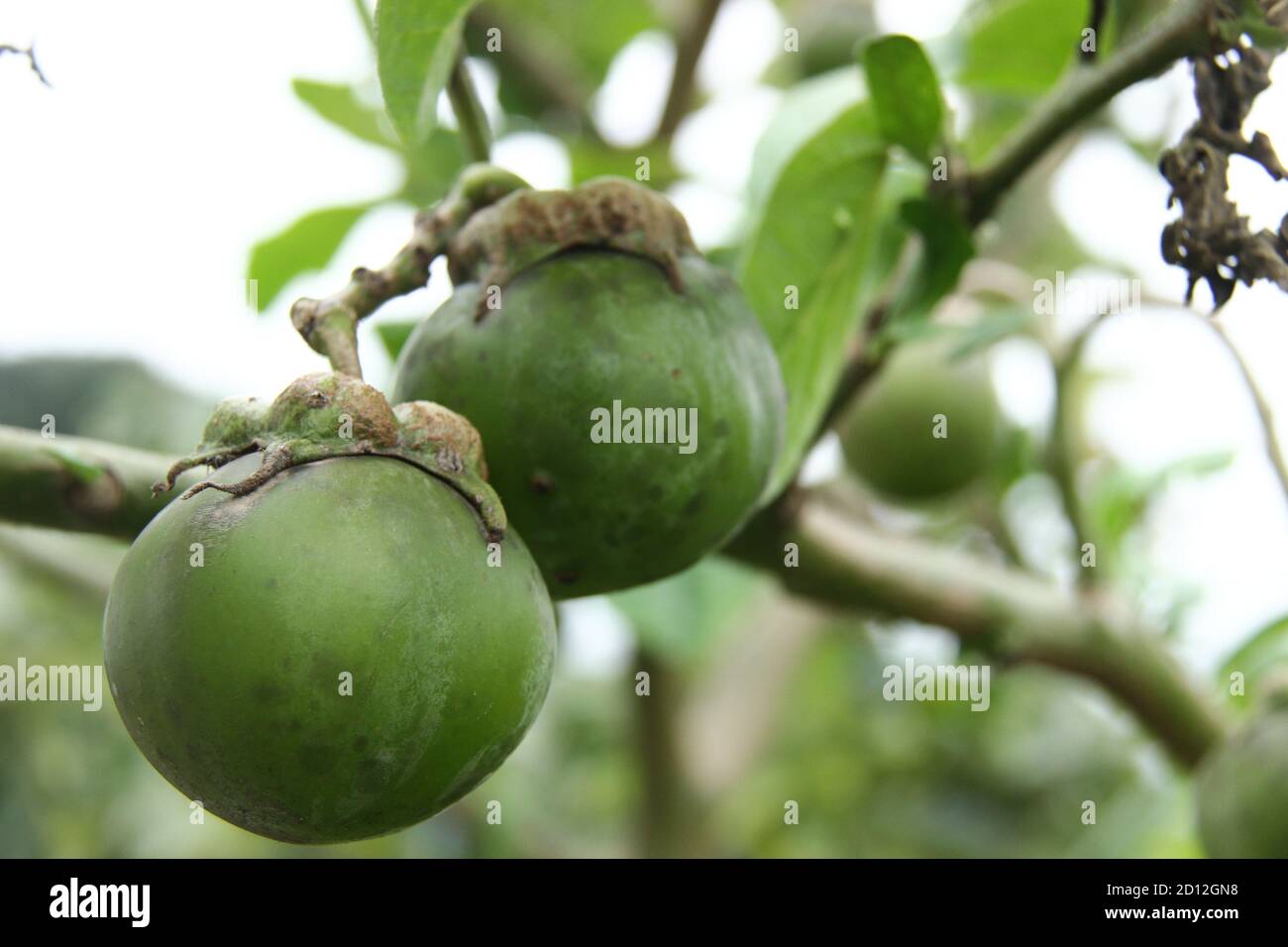 tree (Garcinia mangostana) which bears fruit. green mangosteen that is still raw against a background of green gardens. lush tropical plant Stock Photo Alamy