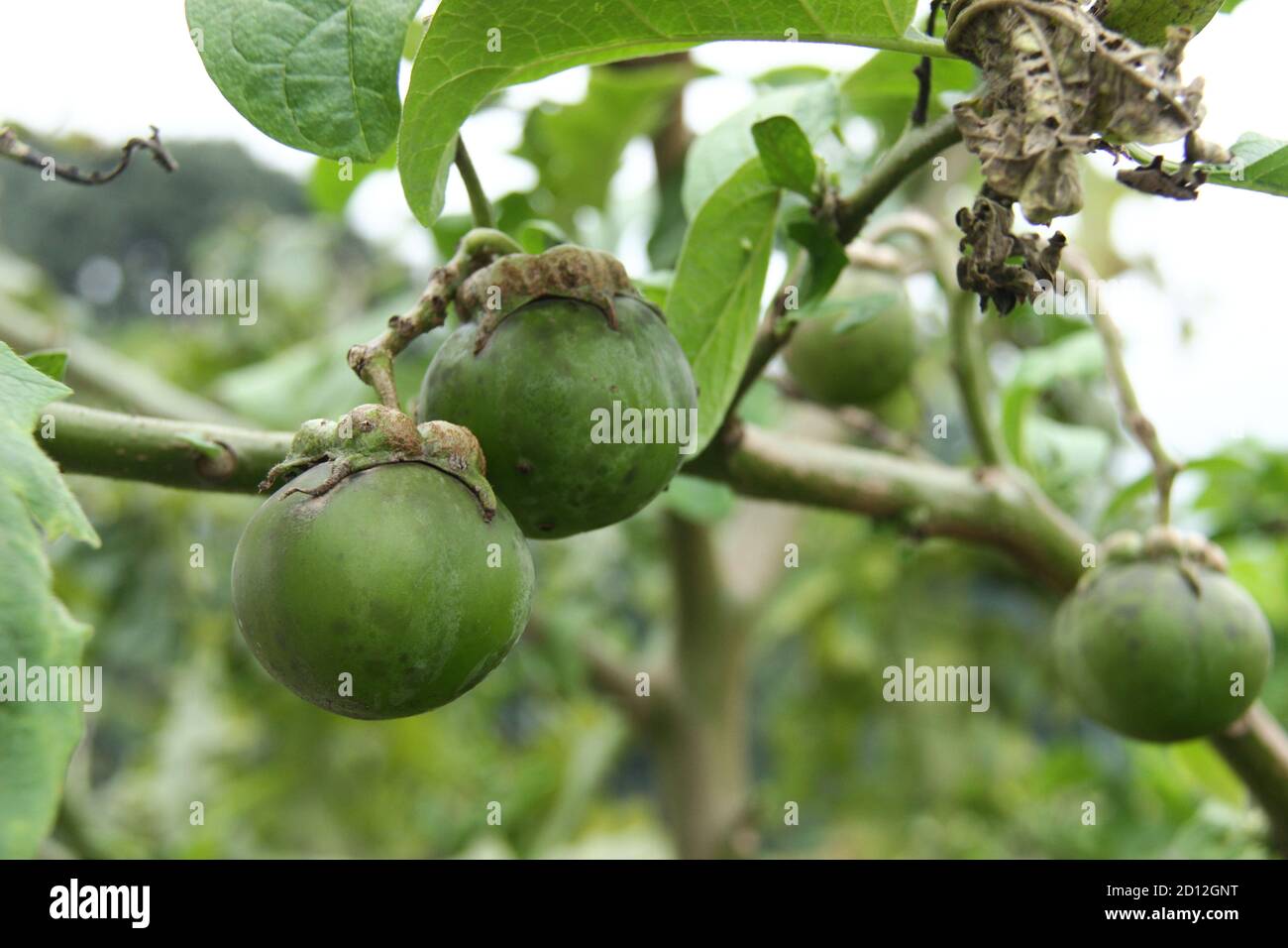 mangosteen tree (Garcinia mangostana) which bears fruit. green mangosteen that is still raw against a background of green gardens. lush tropical plant Stock Photo