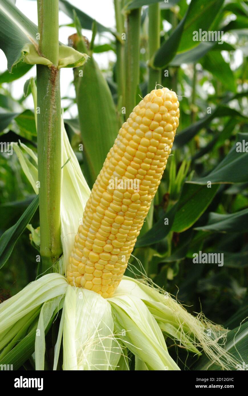 Sweet corn grow on plant Stock Photo