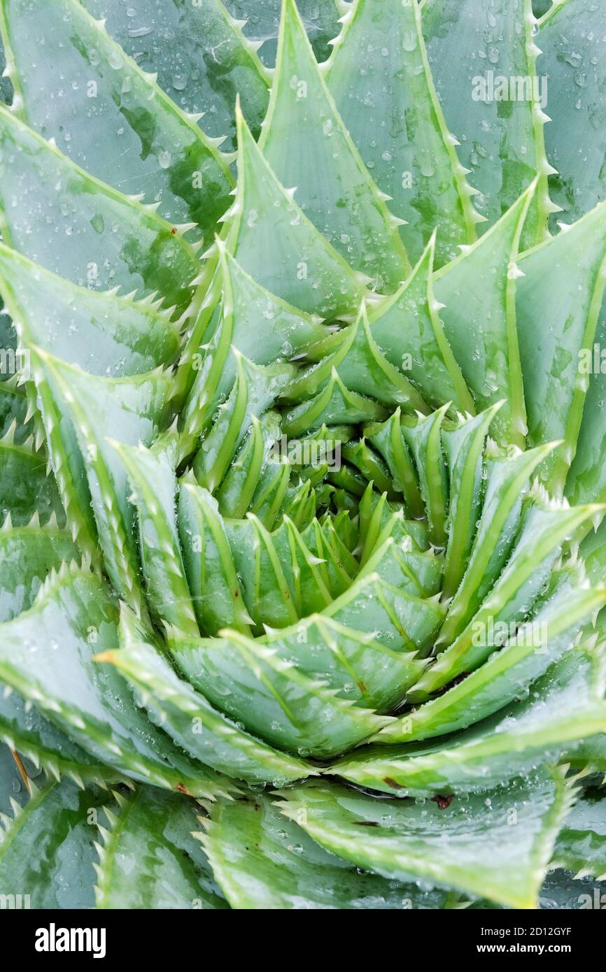 The spiral pattern of the leaves of the succulent Aloe polyphylla, Spiral Aloe. Kroonaalwyn, lekhala kharetsa, or many-leaved aloe Stock Photo