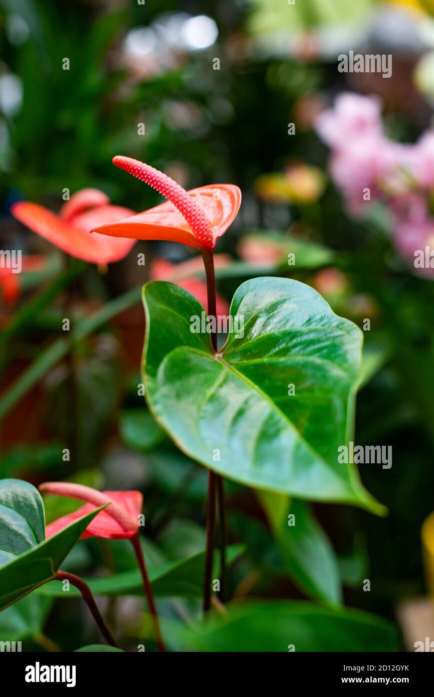 Anthurium blooms in bright red flowers with a tail. Flamingo Flower  Blossom, Exotic Tropical Houseplant Epiphyte, Vertical Photo Stock Photo -  Alamy