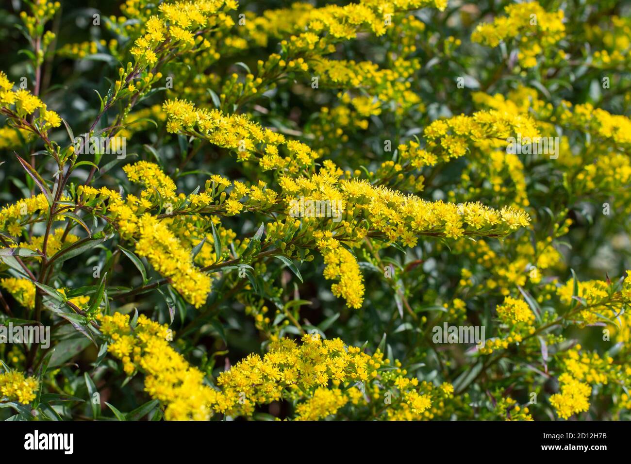 Solidago canadensis, called the Canadian Goldenrod, is an ornamental plant  with bright yellow flowers. Floral yellow natural background backdrop desig  Stock Photo - Alamy