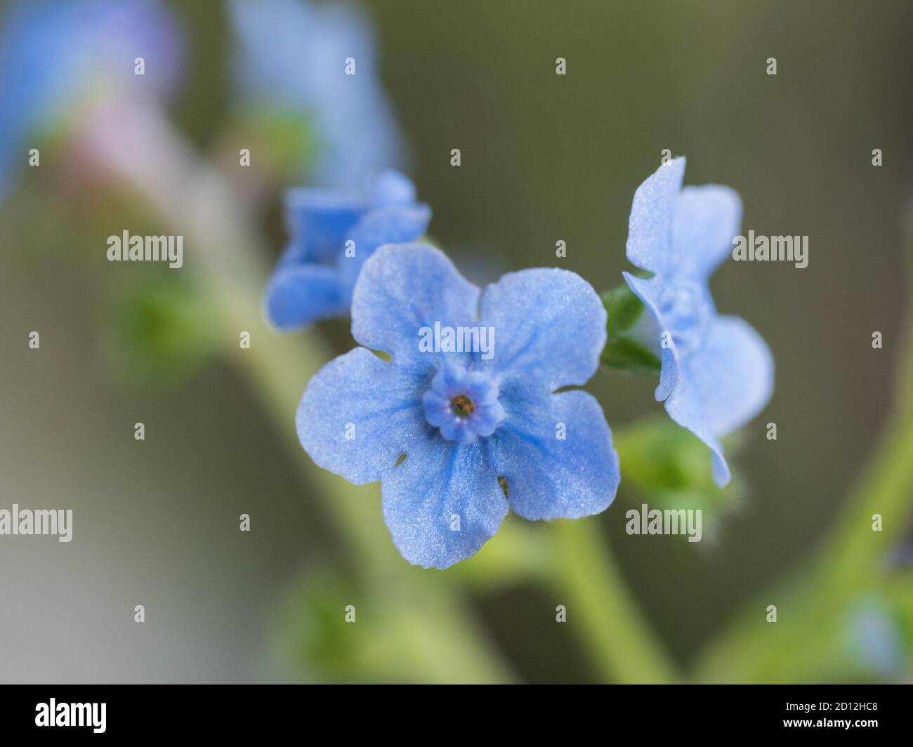Flower garden, Macro of beautiful Blue Chinese forget-me-nots flowers,   blooming in the garden in Spring Stock Photo