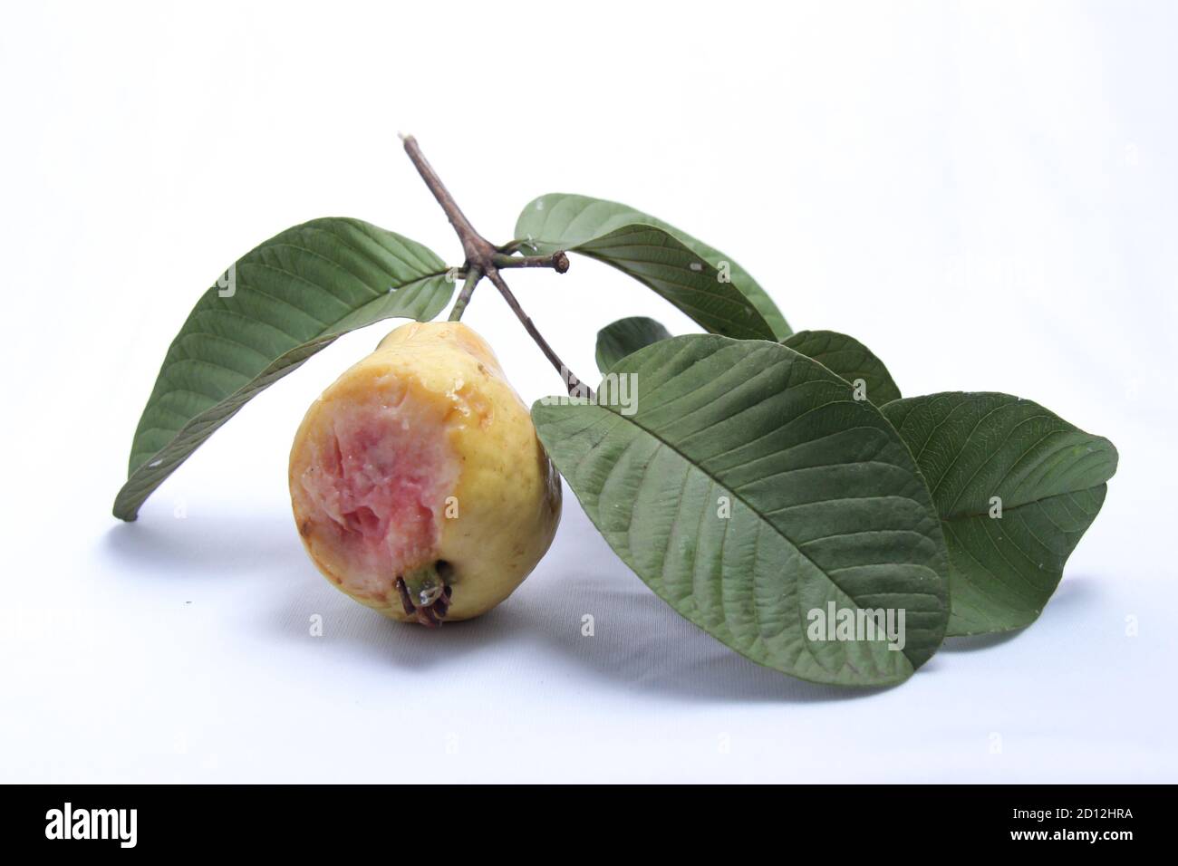 fresh red guava with bat bite marks. the concept of an unhealthy fruit