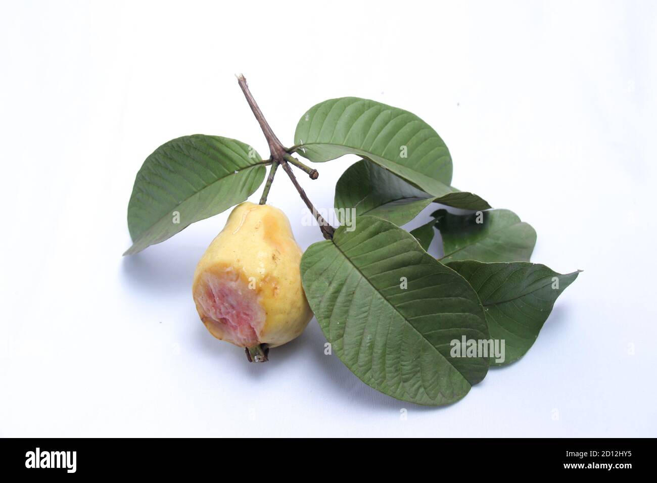 Fruit Bat Eating High Resolution Stock Photography and Images Alamy