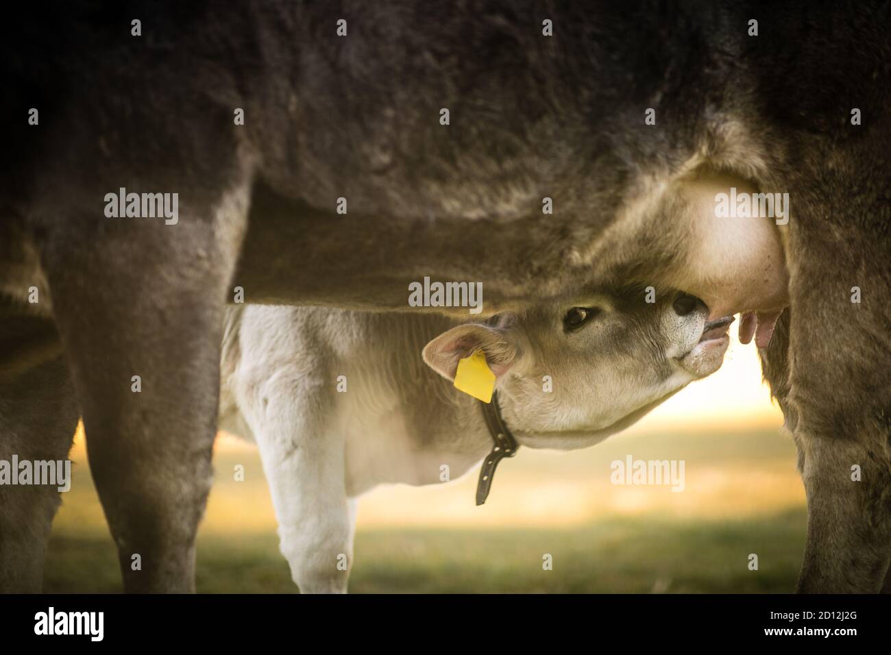 Cute calf drinks milk from its mother's udder Stock Photo