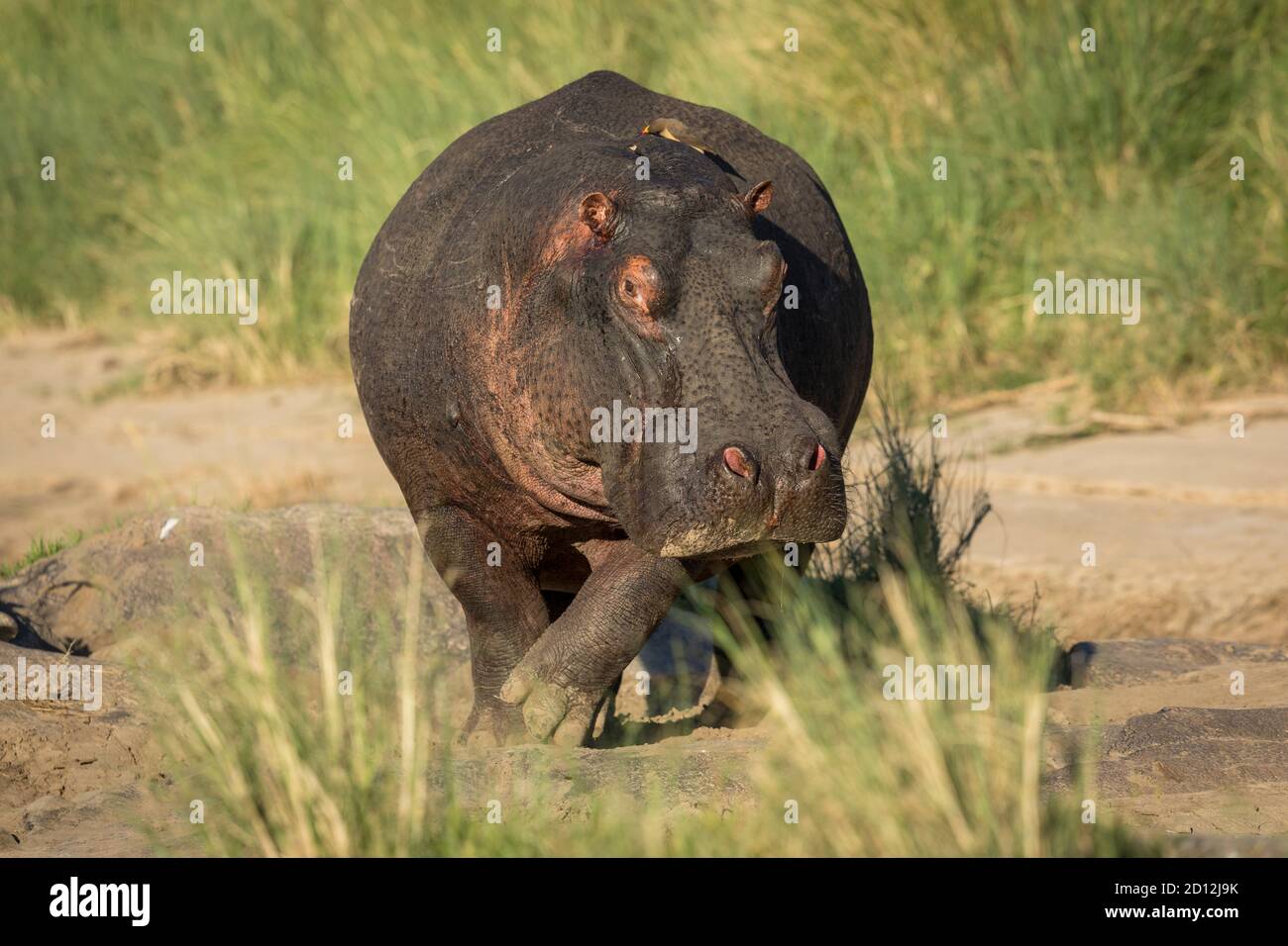 Horizontal portrait of an adult hippo out of water walking towards camera in Masai Mara in Kenya Stock Photo