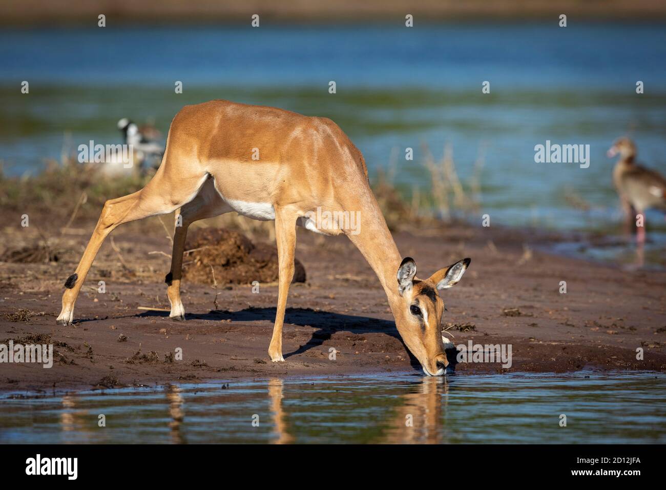 Female impala standing at the edge of water drinking in Chobe River in Botswana Stock Photo