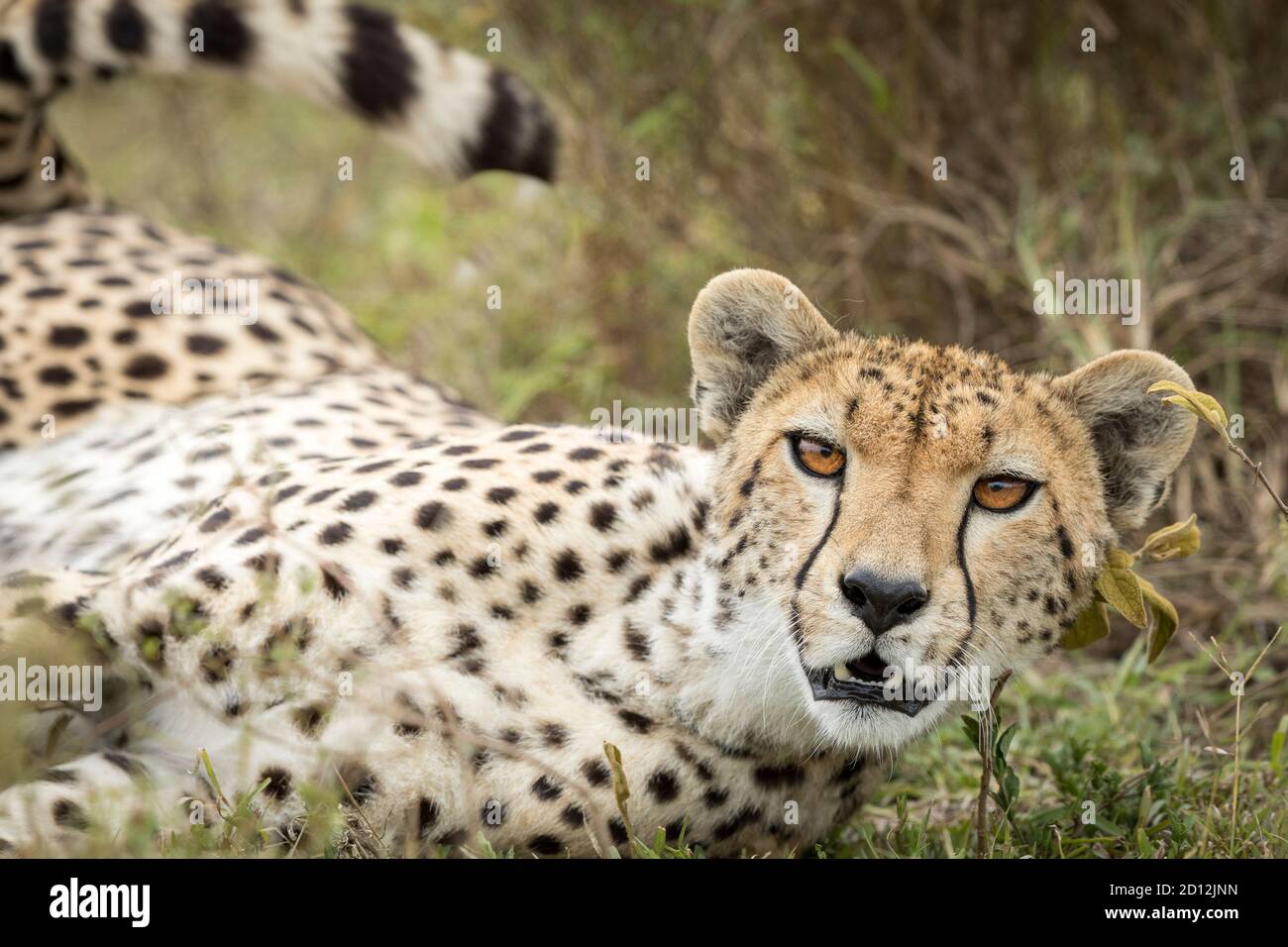 Cheetah with beautiful amber eyes head on portrait in Ndutu in Tanzania Stock Photo