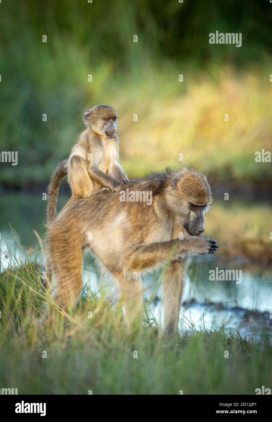 Vertical portrait of an adult female baboon carrying her baby on her back in Khwai River in Botswana Stock Photo