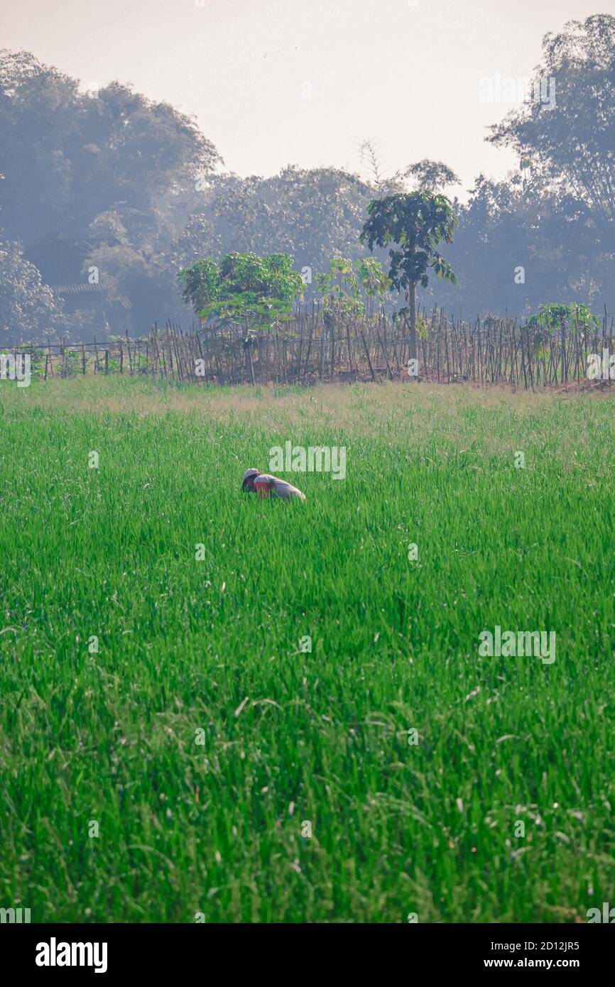 A farmer who is planting rice in a rice field on Sunday Morning in Sukoharjo, Central Java, Indonesia Stock Photo