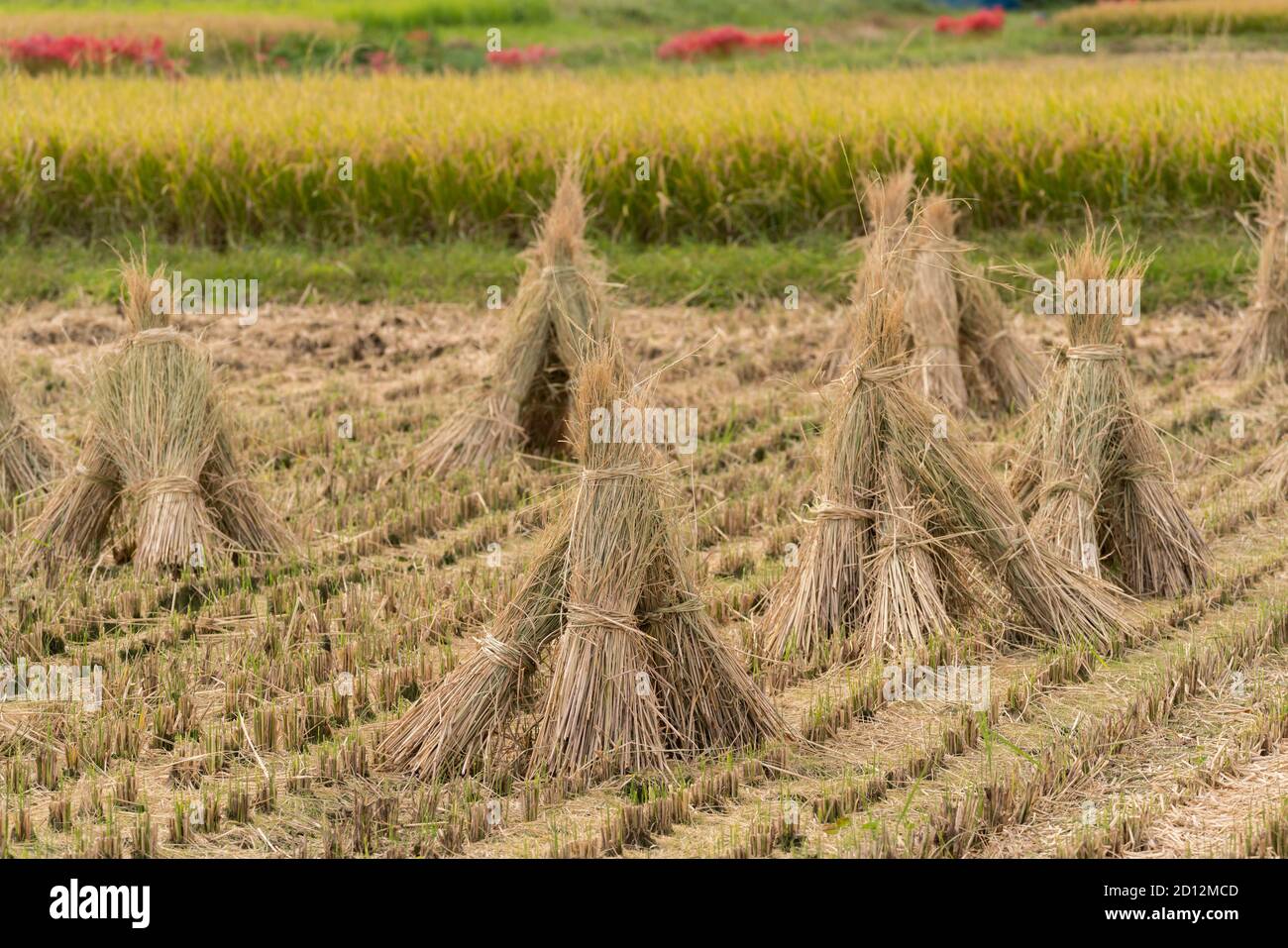Autumn rice field after harvest, Isehara City, Kanagawa Prefecture ...