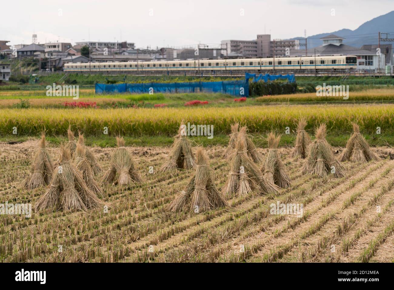 Odakyu Line passing through autumn rice field after harvest, Isehara ...