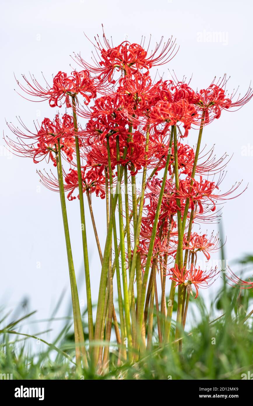 Red spider lily (Lycoris radiata), Isehara City, Kanagawa Prefecture, Japan  Stock Photo - Alamy