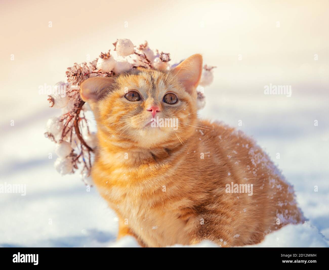 Portrait of a kitten in a Christmas wreath. Cat walks in the snow in winter Stock Photo