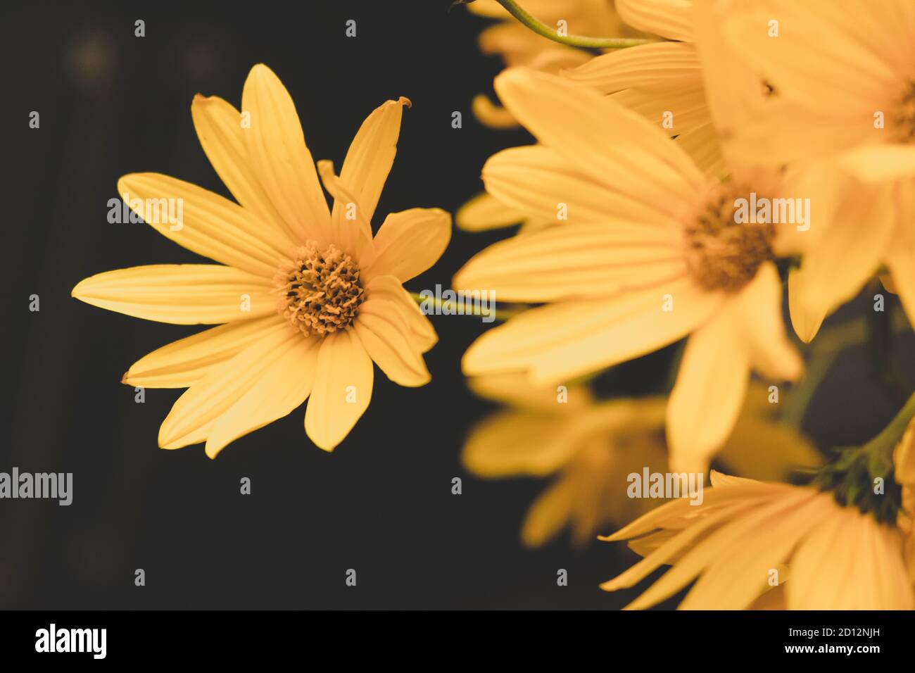 Yellow autumn flowers. Black and yellow contrast Stock Photo Alamy