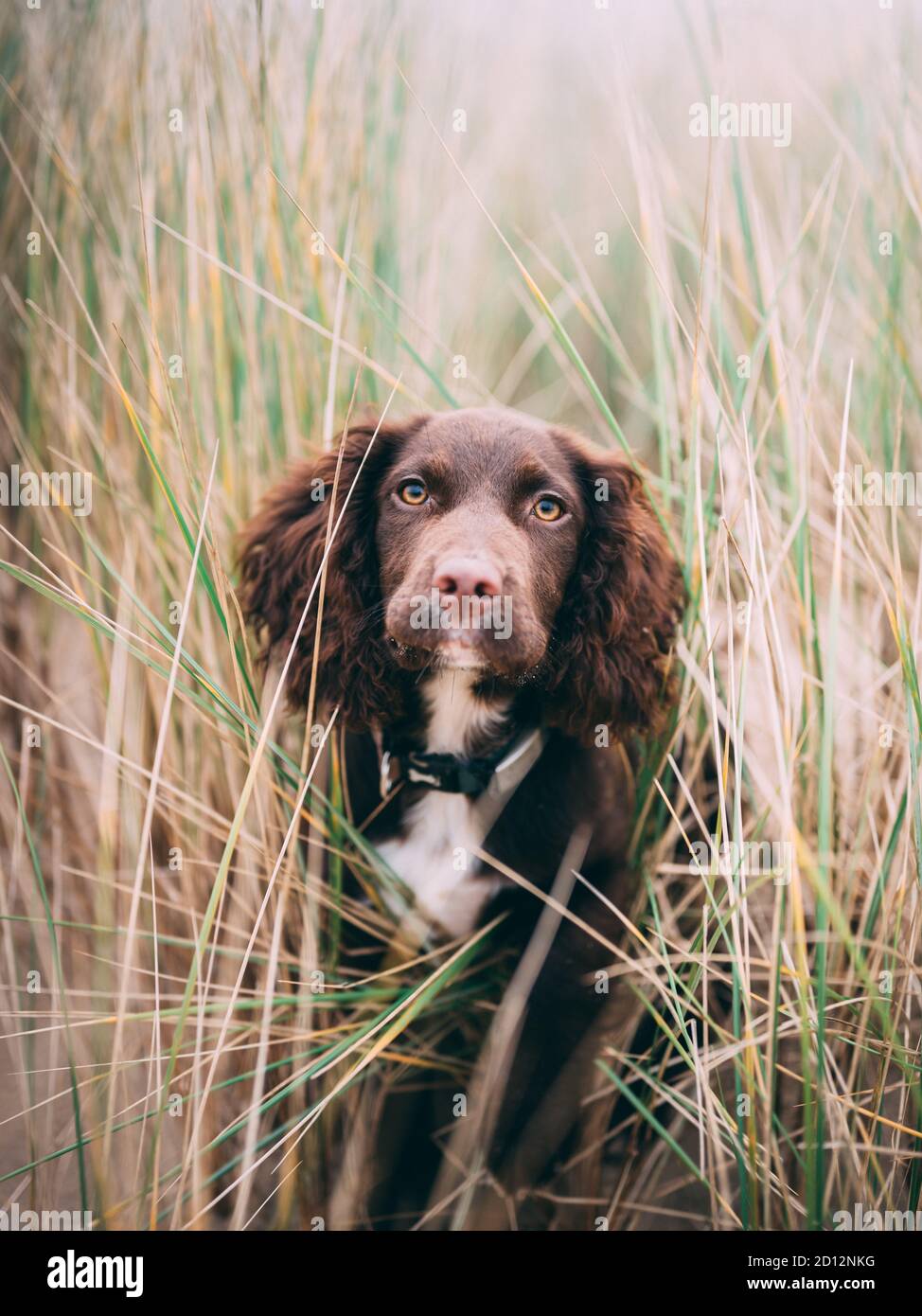 Sprocker Stock Photo