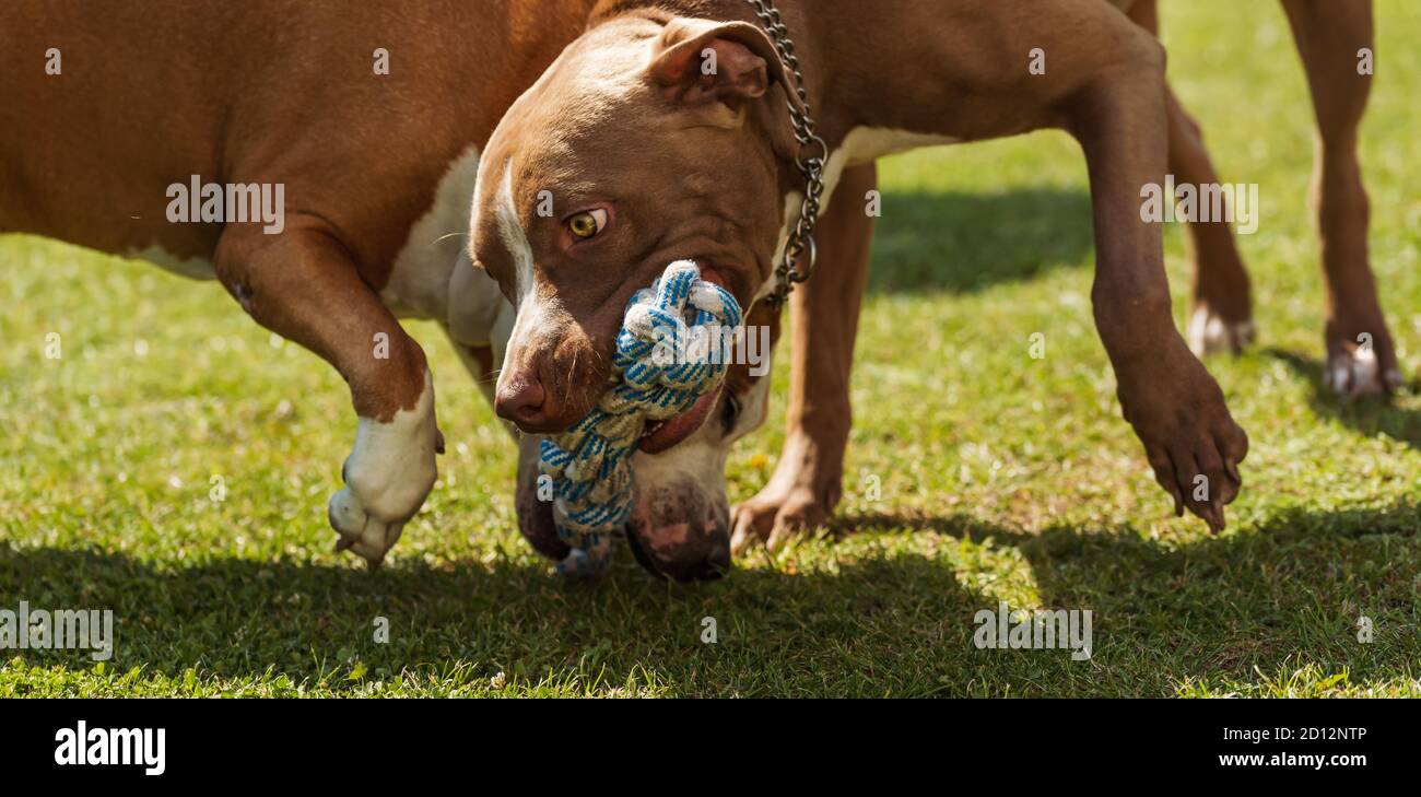 Two dogs amstaff terrier playing tug of war outside. Stock Photo