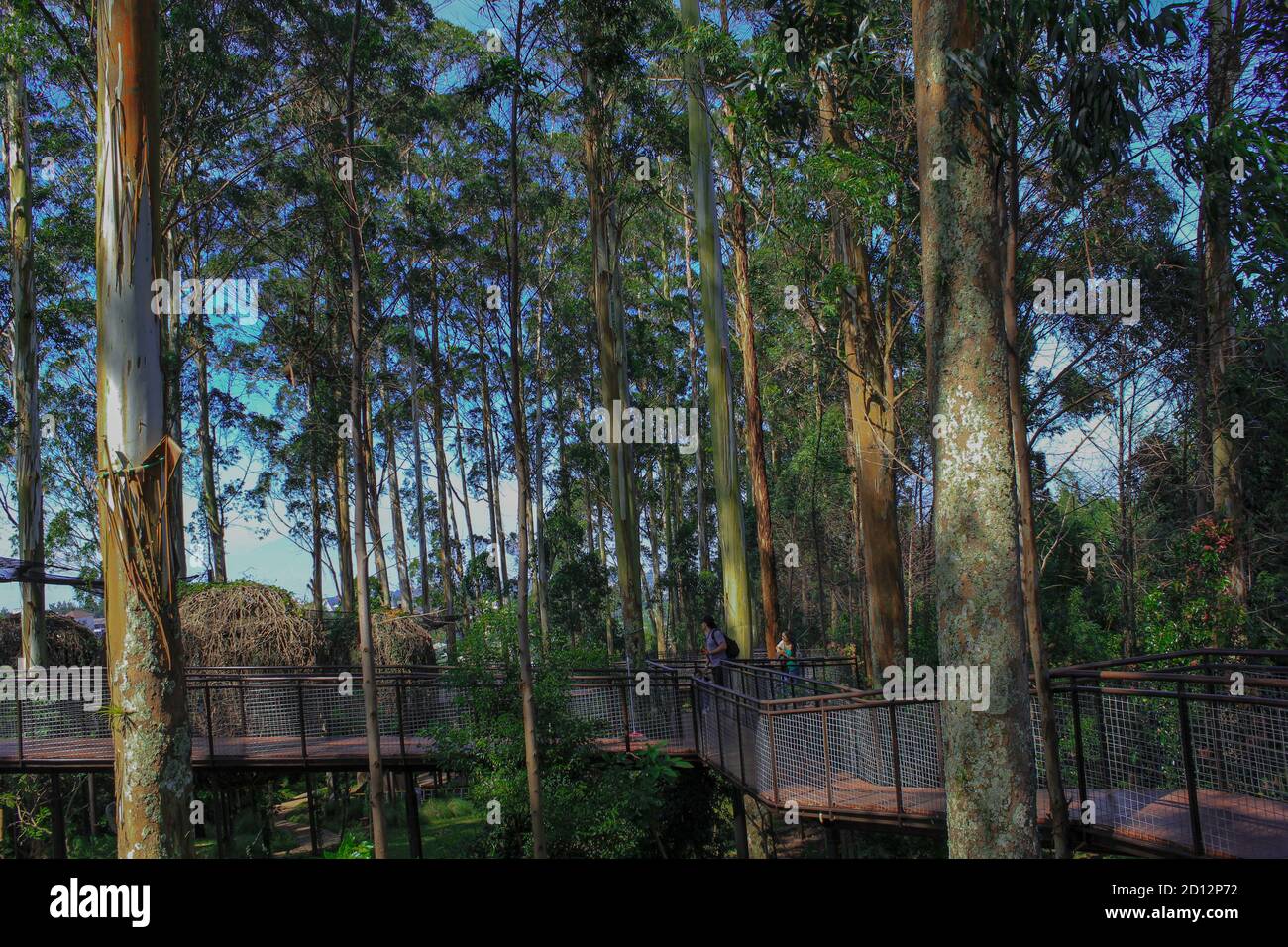 Trees in the park, Dusun Bambu, Bandung, West Java, Indonesia Trees in the park, Dusun Bambu, Bandung, West Java, Indonesia Stock Photo