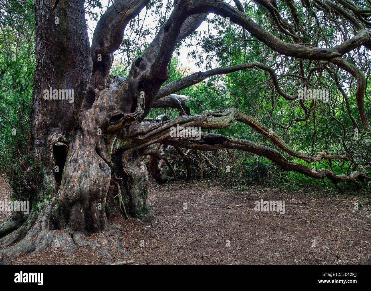 Twisted, almost mystical shapes and reaching out branches of ancient yew trees over 100 years old at Kingley Vale West Sussex Stock Photo