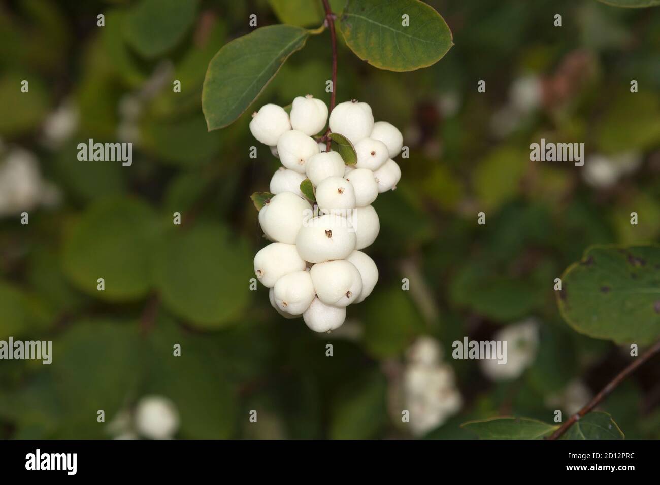 Symphoricarpos, commonly known as the snowberry, waxberry, or ghostberry, Germany Stock Photo