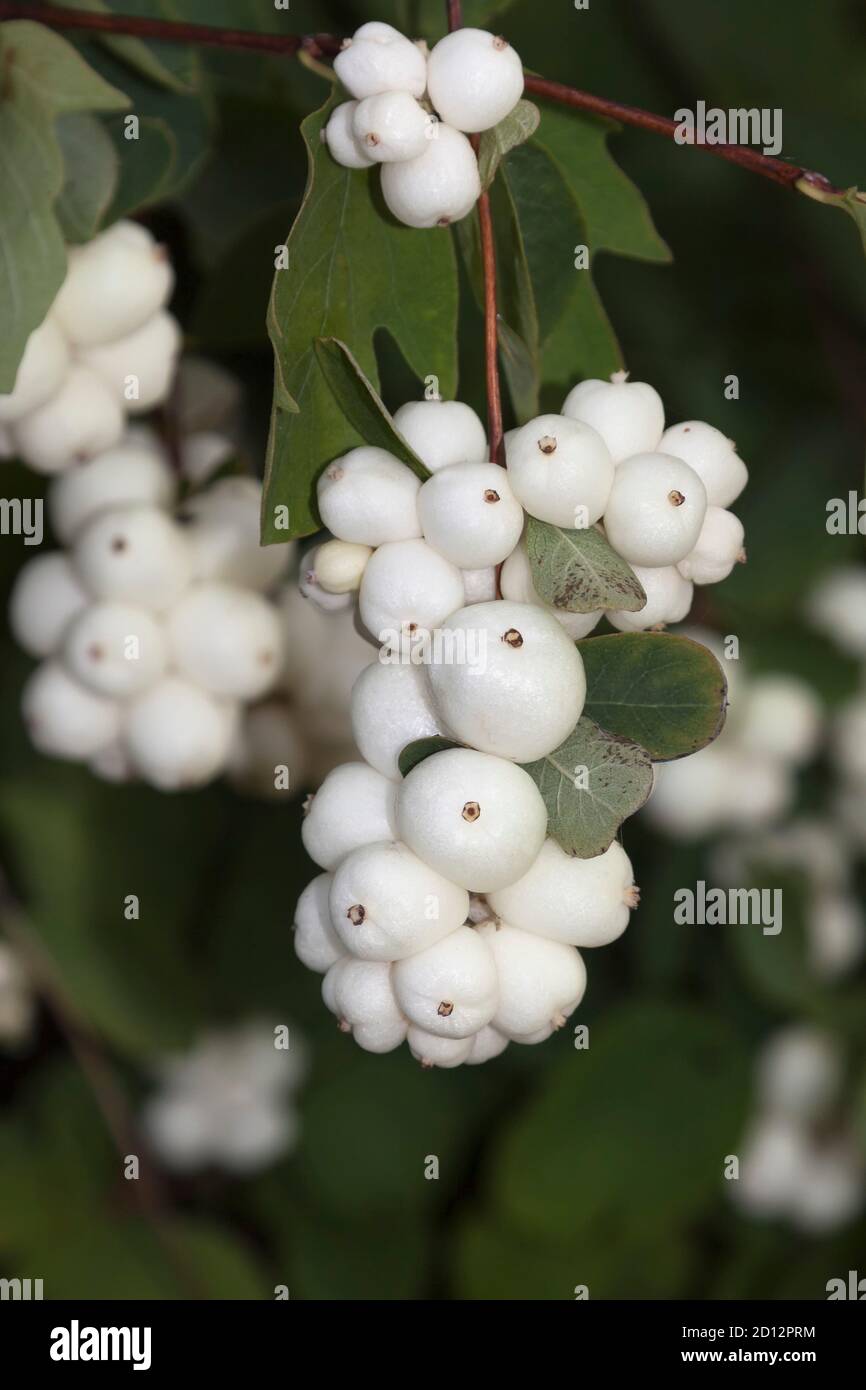 Symphoricarpos, commonly known as the snowberry, waxberry, or ghostberry, Germany Stock Photo
