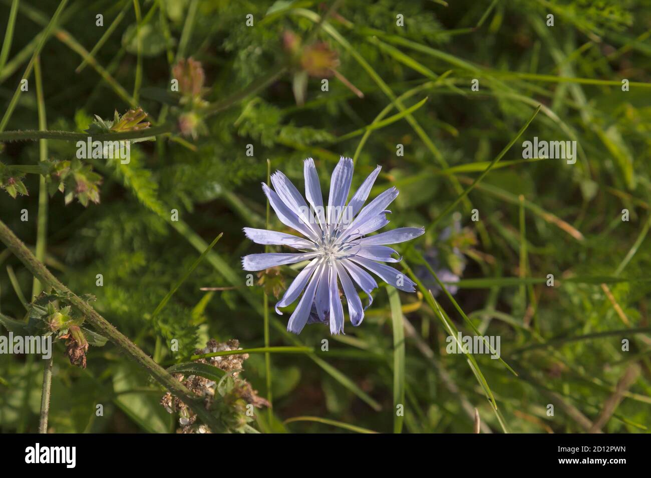 Common chicory (Cichorium intybus),woody, perennial herbaceous plant Stock Photo