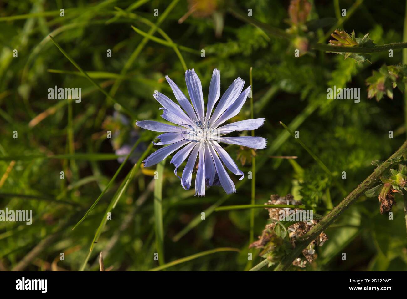 Common chicory (Cichorium intybus),woody, perennial herbaceous plant Stock Photo