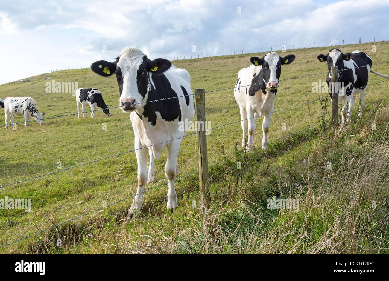 Holstein Friesian cattle calves grazing on chalk grassland at Heddington, Wiltshire, England, UK Stock Photo