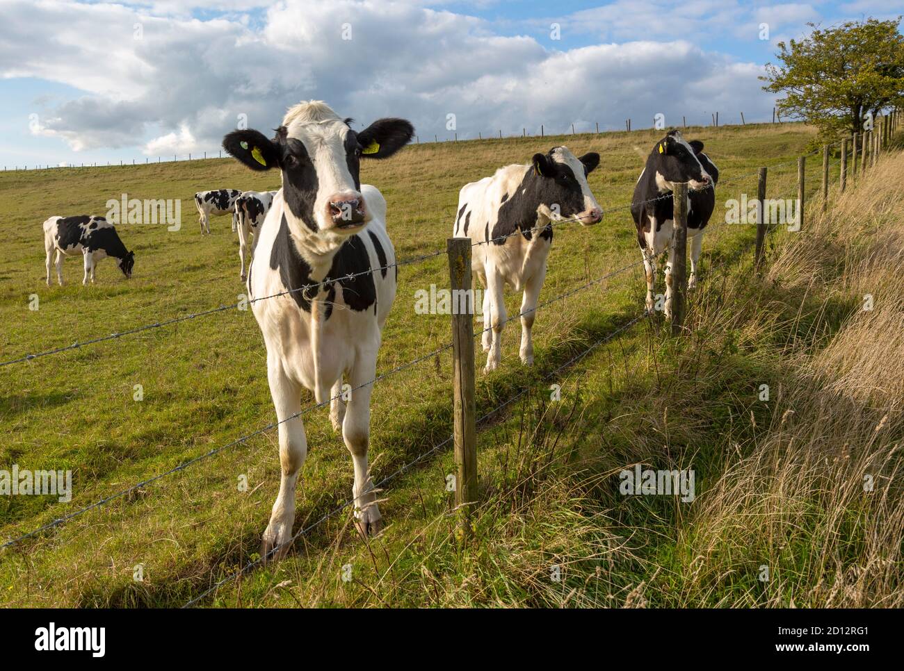 Holstein Friesian cattle calves grazing on chalk grassland at Heddington, Wiltshire, England, UK Stock Photo