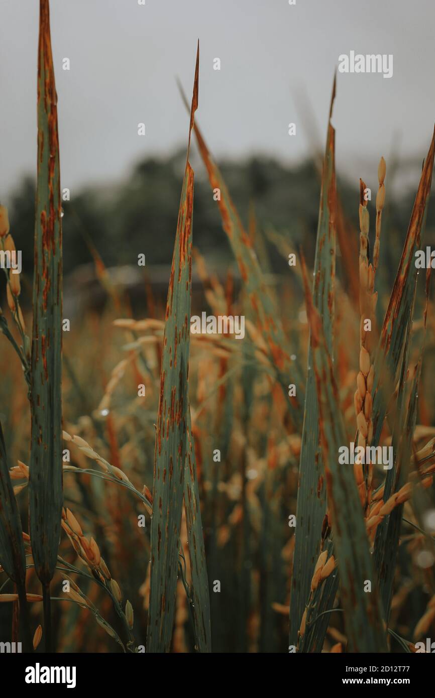 Wet rice hires stock photography and images Alamy