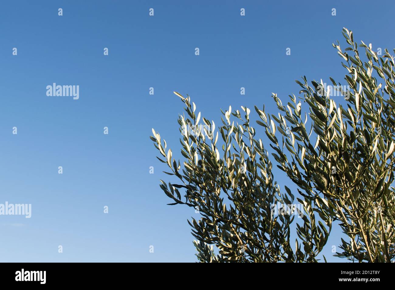 Mediterranean olive branches against clear blue sky, wet after rain, symbol of peace or victory Stock Photo