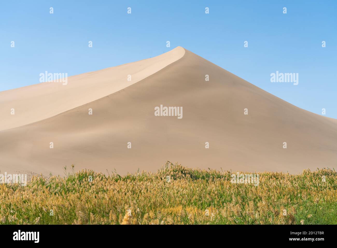 China desert plant hi-res stock photography and images - Alamy