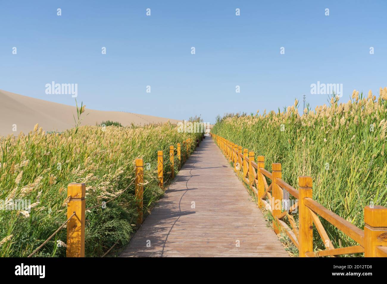 Wooden pathway across green reeds around the desert. Photo in Dunhuang ...