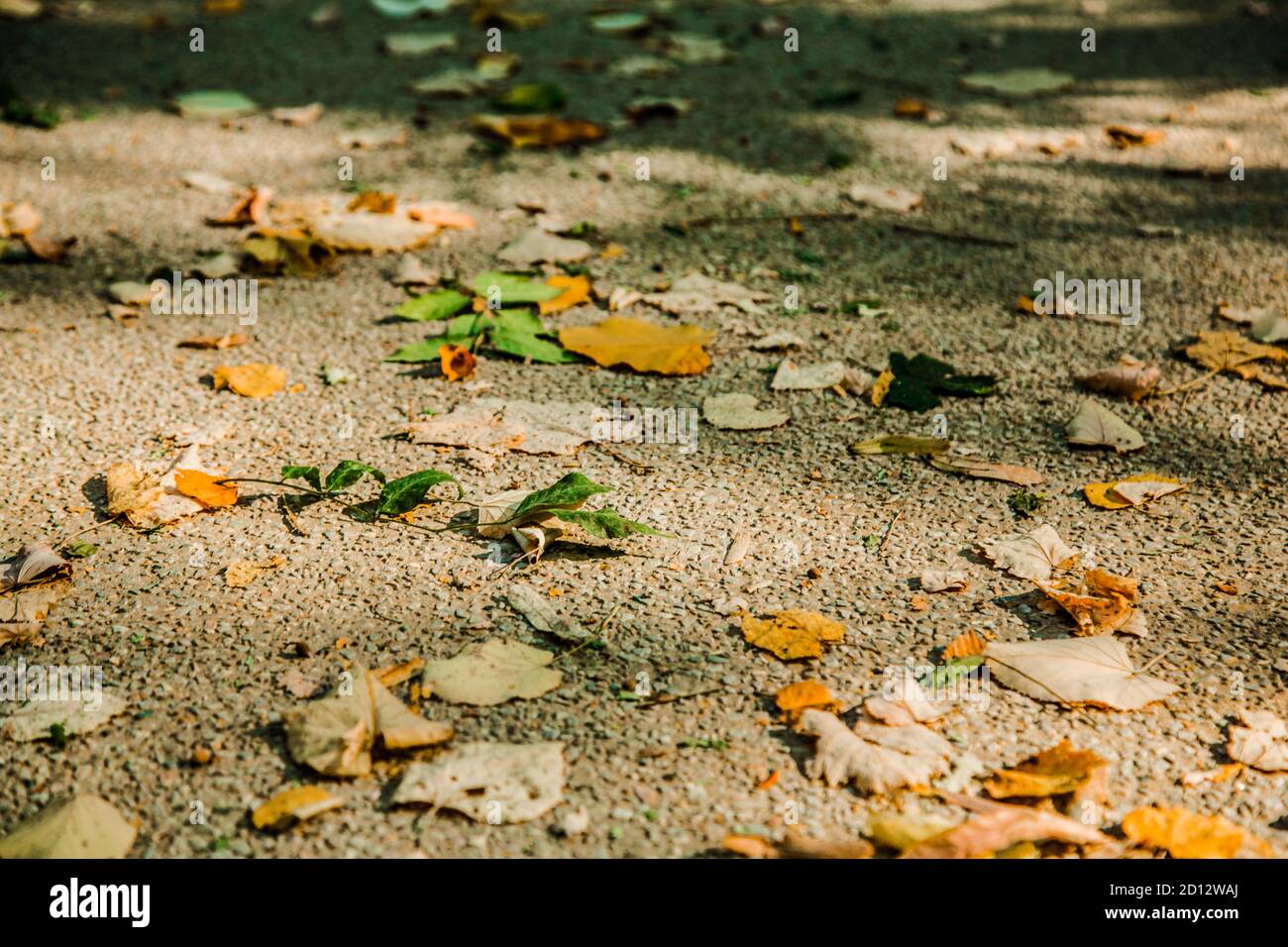 Autumn leaves background / Dry leaves fallen to the ground in the park ...