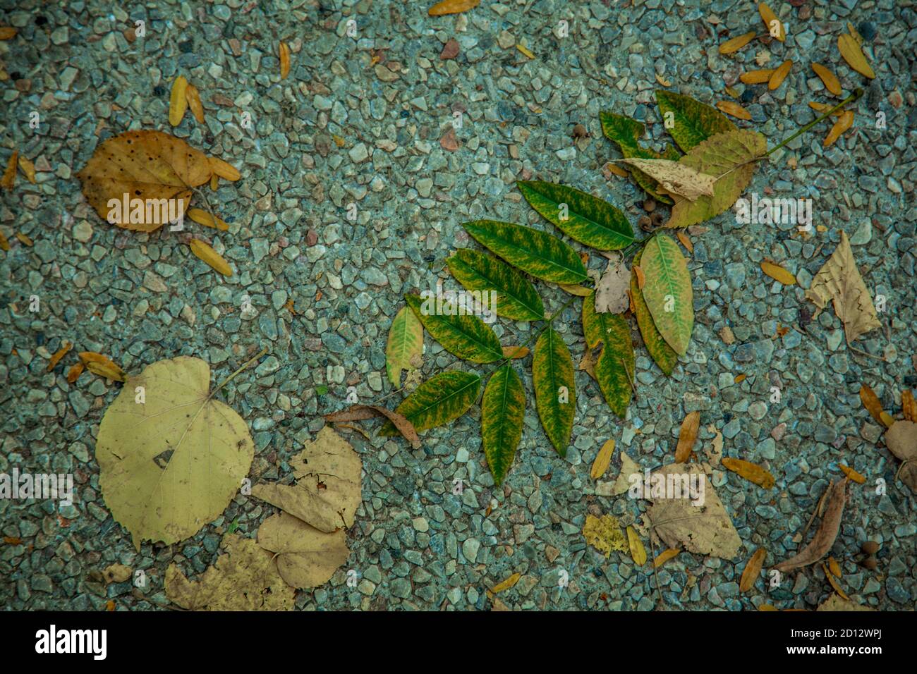 Autumn leaves background / Dry leaves fallen to the ground in the park ...