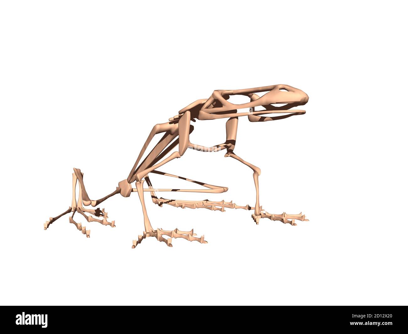 bony skeleton of a sitting frog Stock Photo