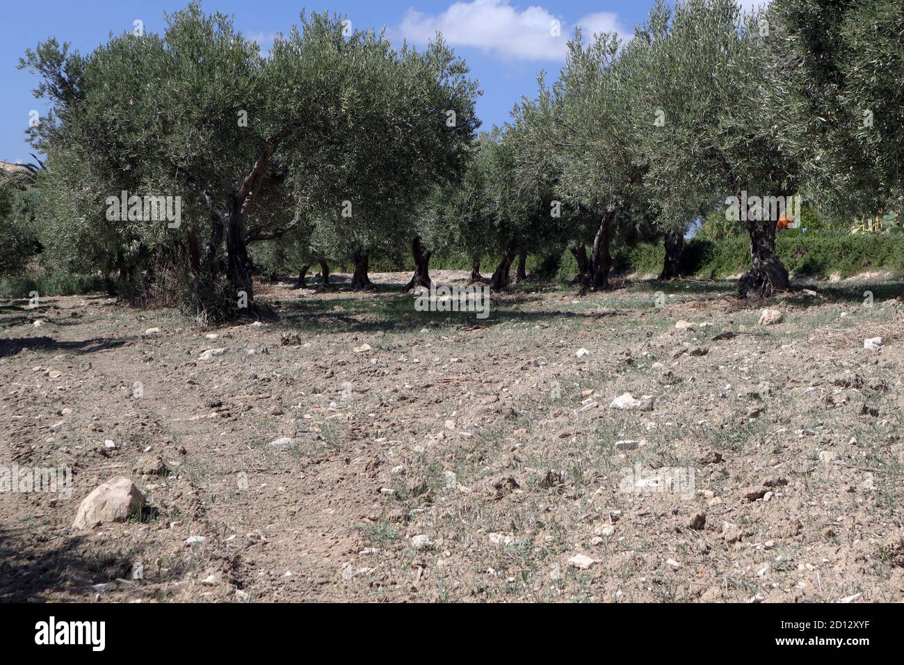 Olive growing countries hires stock photography and images Alamy
