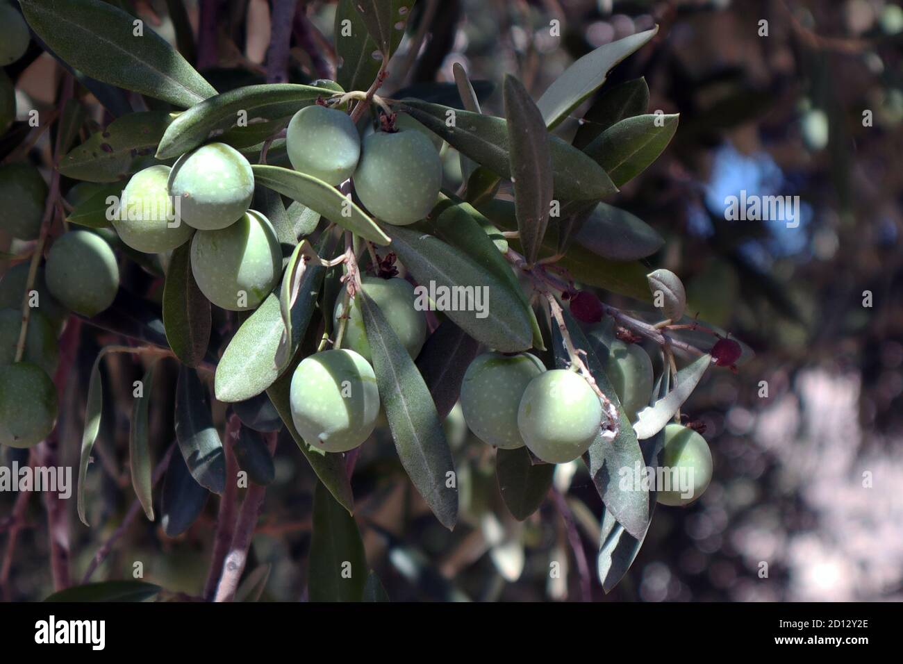 Closup of olives growing on trees in a grove on the island of Mozia (Mothya) Sicily Stock Photo