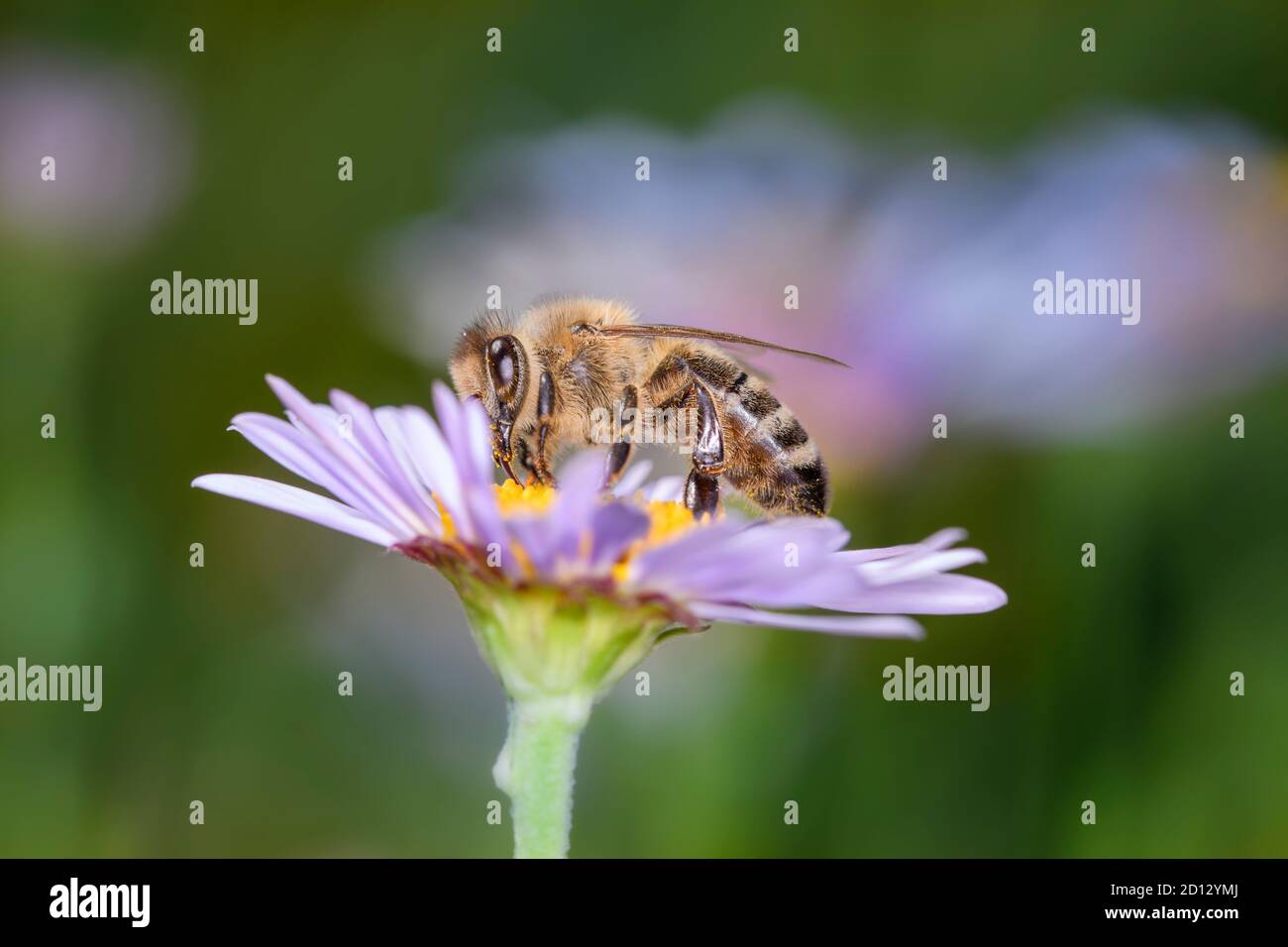 Bee - Apis mellifera - pollinates a blossom of the rice button aster or bushy aster - Aster dumosus Stock Photo