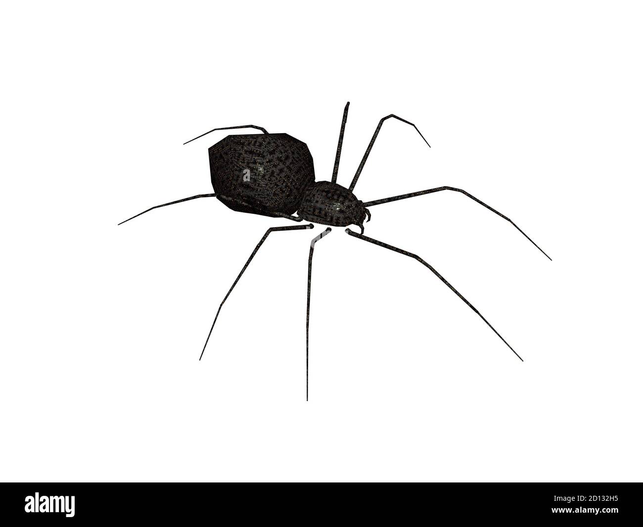 dangerously poisonous black spider with long legs Stock Photo Alamy