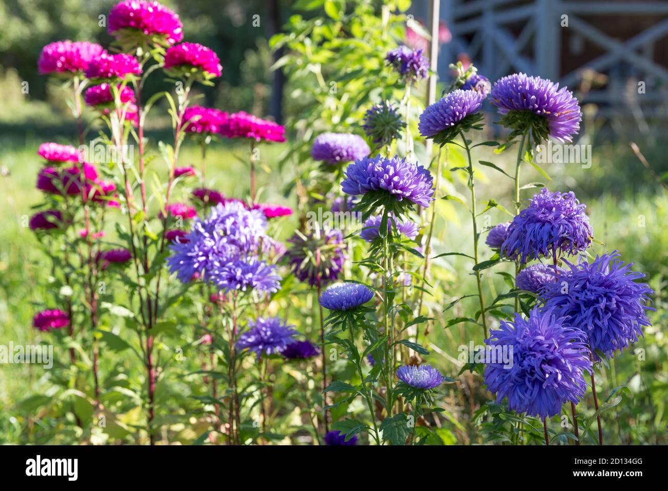 Violet, pink, purple aster in the flowerbed, autumn garden, Stock Photo