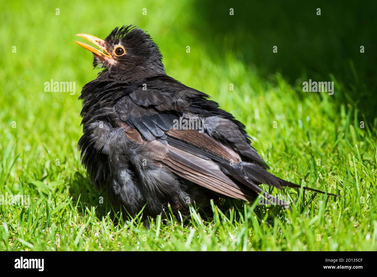 Blackbird (Turdus merula), male Stock Photo