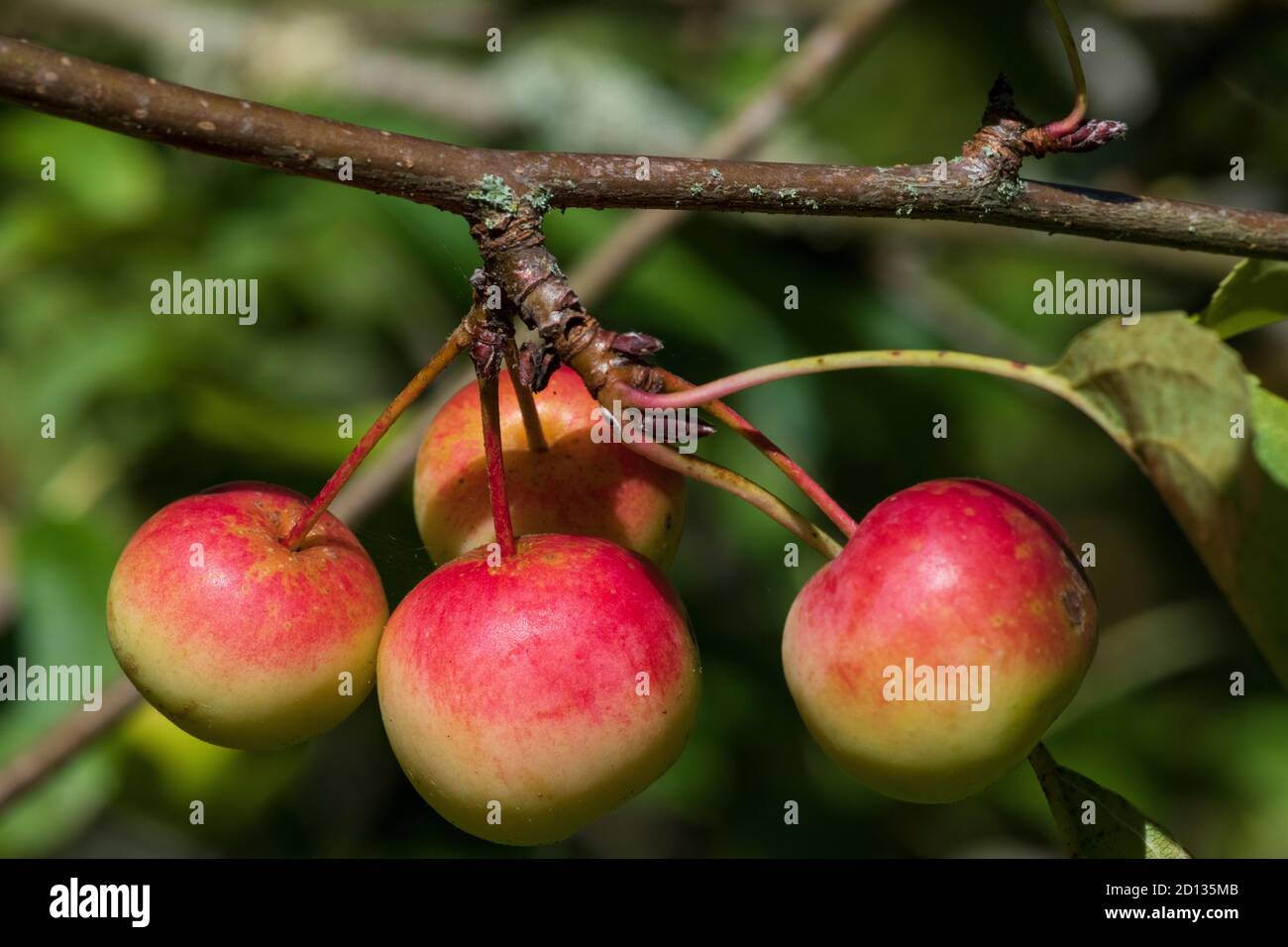 Siberian Crab Apple (Malus baccata), fruits Stock Photo Alamy
