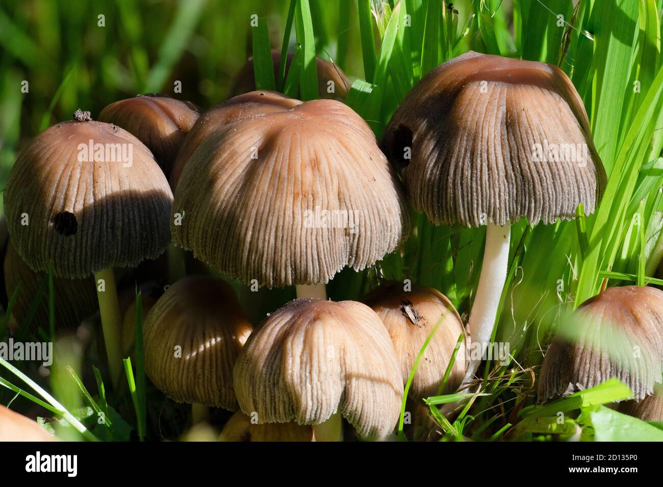 Clustered Bonner (Mycena inclinata) fungi, group Stock Photo