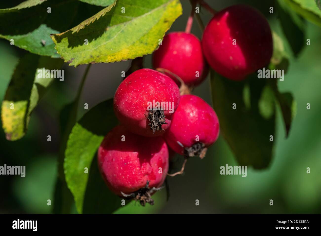 Plumleaf Crab Apple (Malus prunifolia), fruits Stock Photo