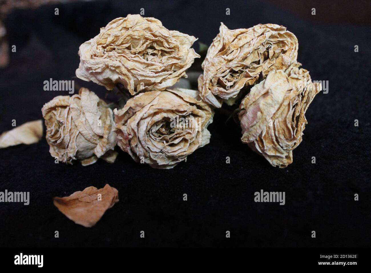 dry white roses on black fur burned hope of believe Stock Photo - Alamy