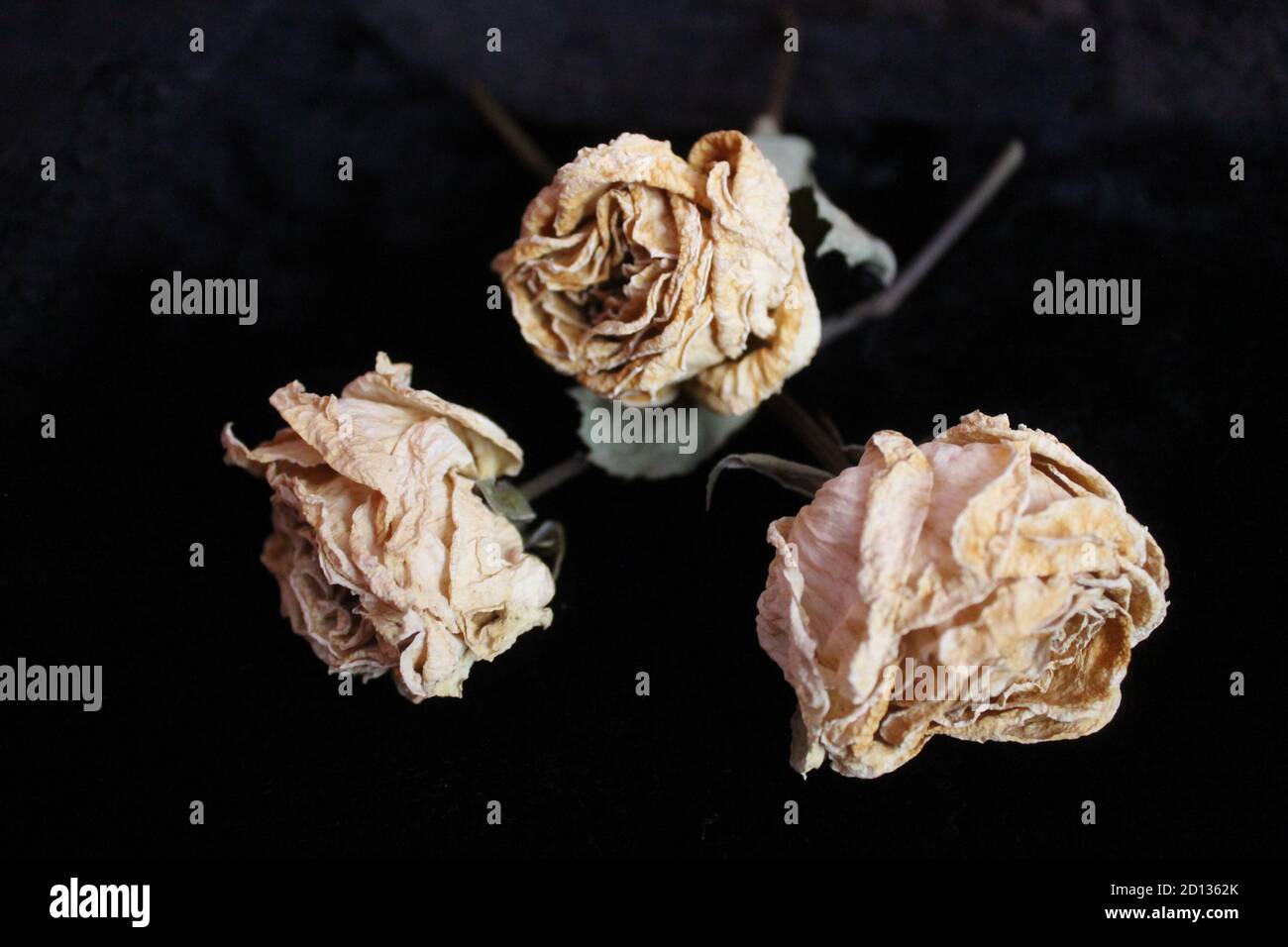 Believed Roses dry white roses on black fur burned hope of believe Stock Photo - Alamy